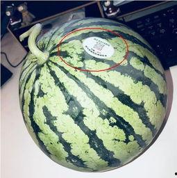 欧美网红吃瓜,揭秘娱乐圈最新“瓜田”事件