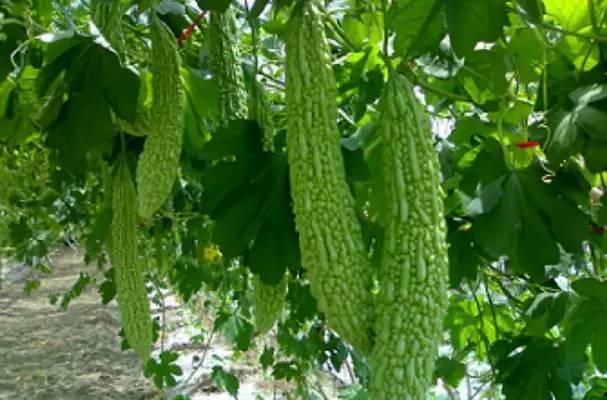 兴宁吃瓜,一场别开生面的吃瓜盛宴