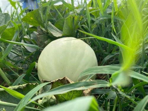 大自然吃瓜视频,瓜果飘香，瓜趣盎然