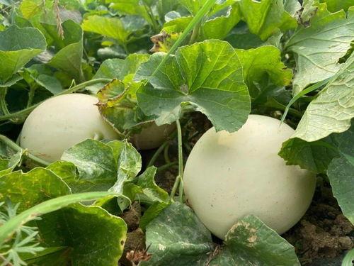 大自然吃瓜视频,瓜果飘香，瓜趣盎然