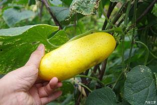 吃瓜不忘改良人,从娱乐中汲取生活智慧