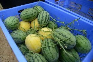 吃瓜群加,网络社交新现象背后的故事