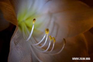 梦见吃瓜有蛆虫,吃瓜遇蛆虫背后的寓意与启示