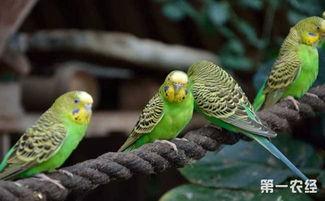 虎皮鹦鹉吃苹果吃哈密瓜,苹果与哈密瓜的味蕾之旅