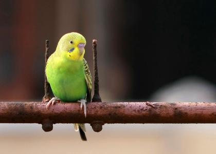 虎皮鹦鹉吃苹果吃哈密瓜,苹果与哈密瓜的味蕾之旅