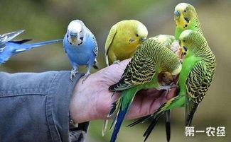 虎皮鹦鹉吃苹果吃哈密瓜,苹果与哈密瓜的味蕾之旅