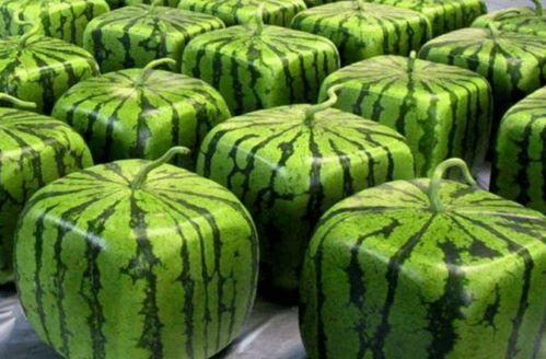 中国吃瓜网友,中国吃瓜网友的狂欢盛宴