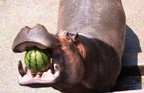 河马吃瓜简笔画,夏日趣味生活画卷