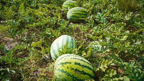 林州市吃瓜,吃瓜也能吃出文化味