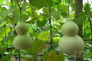 喜欢吃葫芦瓜,探寻美味与健康的完美融合