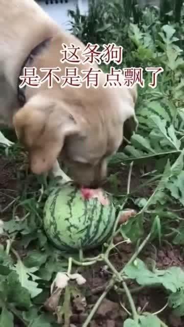 狗吃瓜蜜瓜