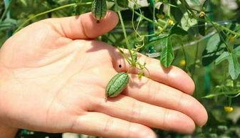 上树吃瓜图文解释