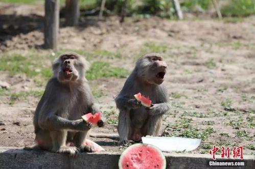 动物吃瓜场面,动物们的“吃瓜”盛宴