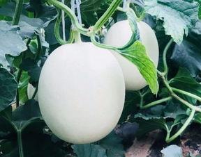 塔房吃瓜,揭秘吃瓜背后的神秘故事