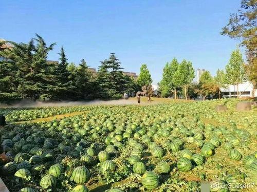 中央新闻吃瓜学院