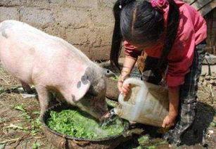 溜达猪吃瓜,趣味横生的田园生活趣事