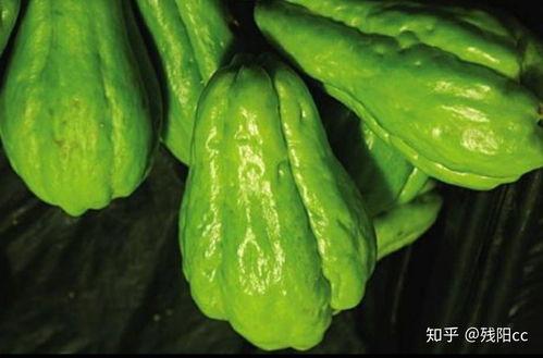 佛手瓜吃苗了还会结瓜吗,还能结瓜吗？揭秘生长奥秘